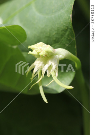 十六ささげ(花後）　豆の成長 23730113