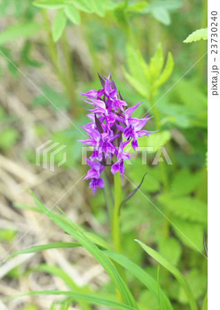 ハクサンチドリ 23730240