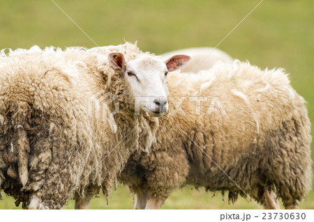 sheep on the field sheep on the field 23730630