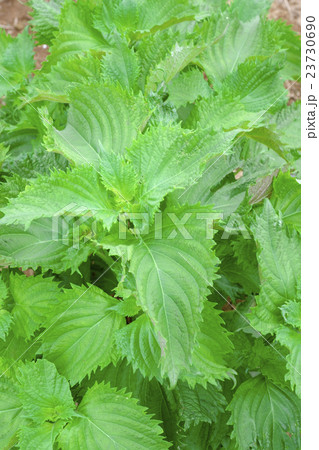 青紫蘇　　シソ 23730690