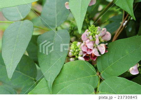 アピオス　アピオスの花　 23730845