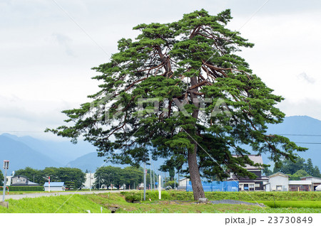 四ツ橋の松　秋田県 23730849