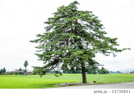 四ツ橋の松　秋田県 23730851