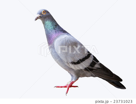speed flying racing pigeon isolated white speed flying racing pigeon isolated white 23731023