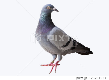 speed flying racing pigeon isolated white 23731024
