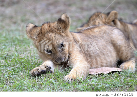 ライオンの赤ちゃん 23731219