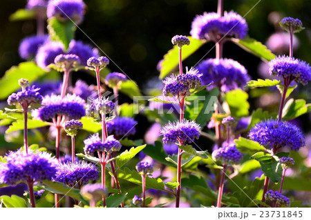 サルビアの花 サルビアの花 23731845