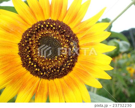 ひまわりと蜂 23732230