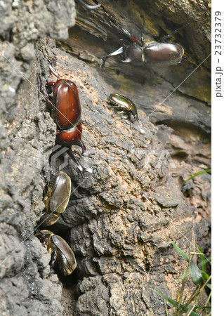 カブト虫 カブト虫 23732379