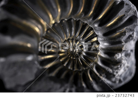 Pyritized Ammonite Pyritized Ammonite 23732743