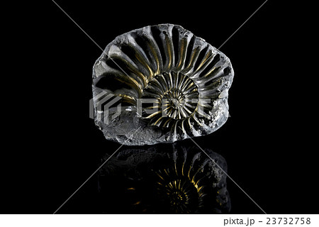 Pyritized Ammonite Pyritized Ammonite 23732758