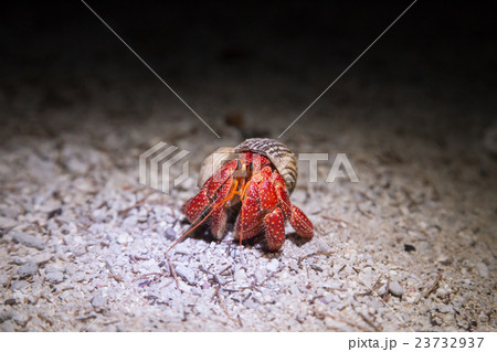 Coenobita perlatus - Strawberry Hermit Crab 23732937