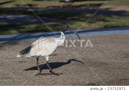 Australian White Ibis Australian White Ibis 23732971