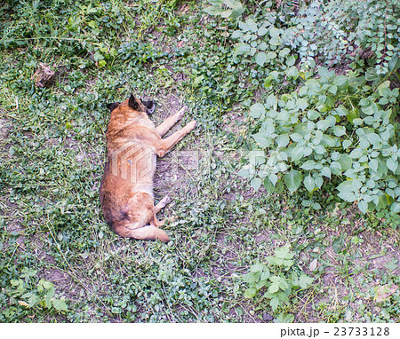 Orange dog sleep in grass yard 23733128