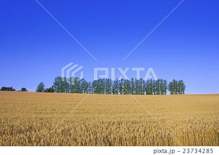 北海道美瑛の小麦「きたほなみ」の丘 23734285