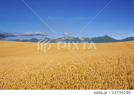 北海道富良野の小麦「きたほなみ」の丘 23734286