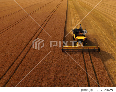 北海道産小麦「ゆめちから」の収穫 北海道産小麦「ゆめちから」の収穫 23734629