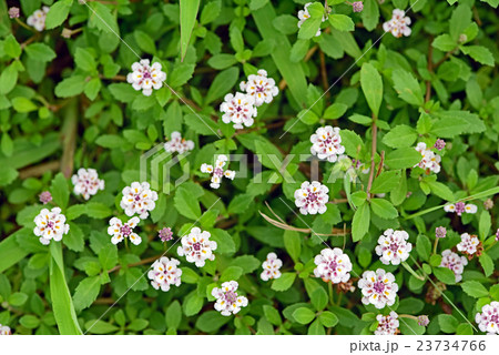 ヒメイワダレソウ 23734766