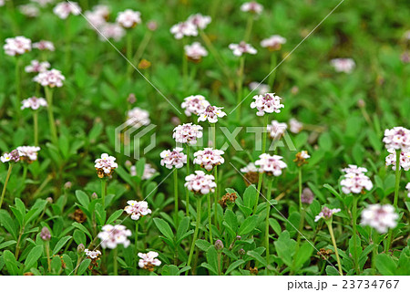 ヒメイワダレソウ 23734767