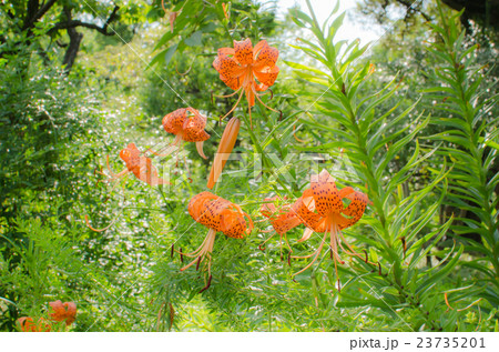オニユリの咲く森 23735201