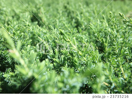 植物 植物 23735216