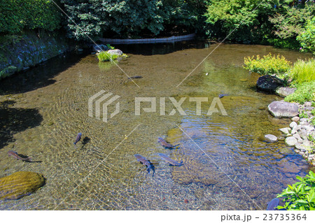 水前寺成趣園 23735364