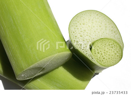 ハスイモ　蓮芋 23735433