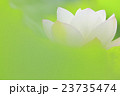 蓮 23735474