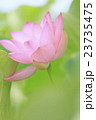蓮の花 23735475