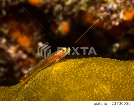 Goby fish on the coral 23736050