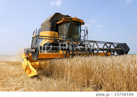 Combine harvester working on a wheat field 23736599