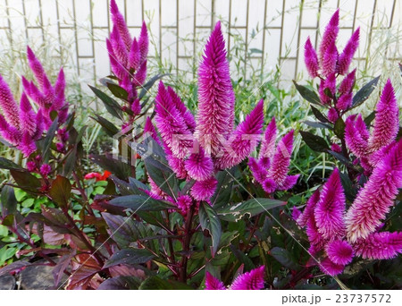 満開のヤリケイトウ 鶏頭 花壇にての写真素材