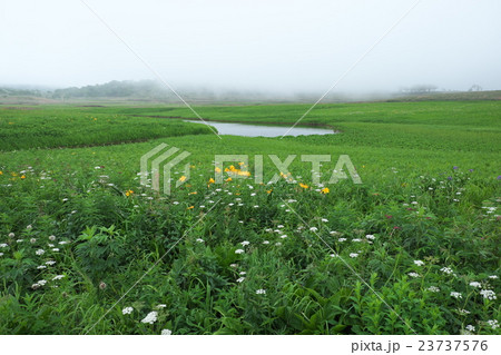 雨竜沼湿原 23737576