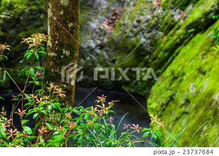 緑溢れる森 緑溢れる森 23737684