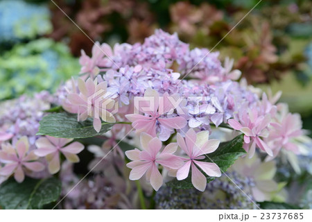 ピンクのガクアジサイ 23737685