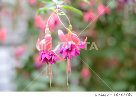 ピンクのフクシャ 23737736