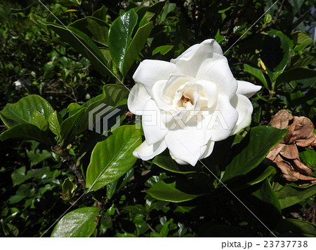クチナシの花はその芳香と清楚な白い花で惹きつける。実も代表的な着色用スパイスとして重用されている。 23737738
