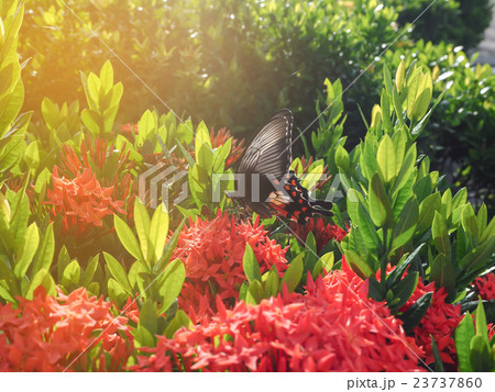 Motion blur of butterfly on the flowers. Motion blur of butterfly on the flowers. 23737860