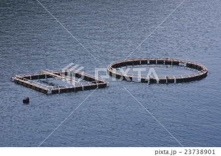 ブリの養殖筏 23738901