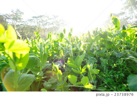 green pea crops in growth at vegetable garden 23738976