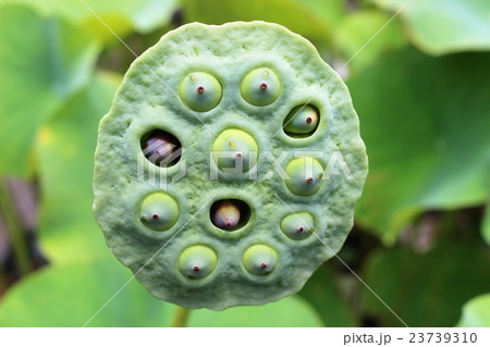 ハスの実 ハスの実 23739310
