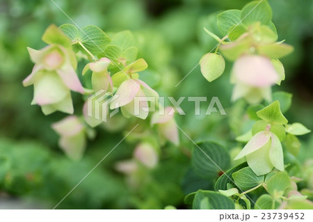 オレガノケントビューティー オレガノケントビューティー 23739452