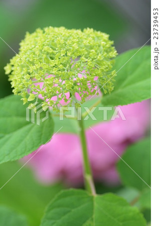 アメリカアジサイ　アナベル 23739453