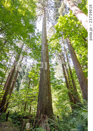 樹高日本一 『きみまち杉』 秋田県 樹高日本一 『きみまち杉』 秋田県 23739616