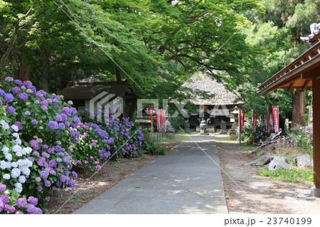 千曲市紫陽花寺 千曲市紫陽花寺 23740199