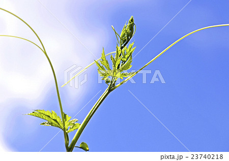 空にのびるゴーヤのツル 23740218
