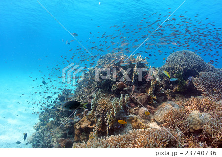 サンゴと魚群 サンゴと魚群 23740736