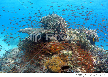 サンゴと熱帯魚 23740763