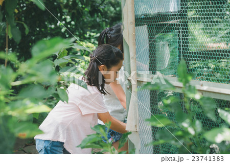 primary school child primary school child 23741383