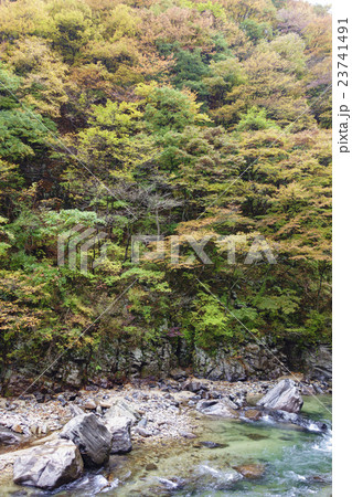 秋の紅葉が見事な秋田の奥座敷「岨谷峡」そやきょう　巨石の間を縫うように流れる清流が美しい 23741491